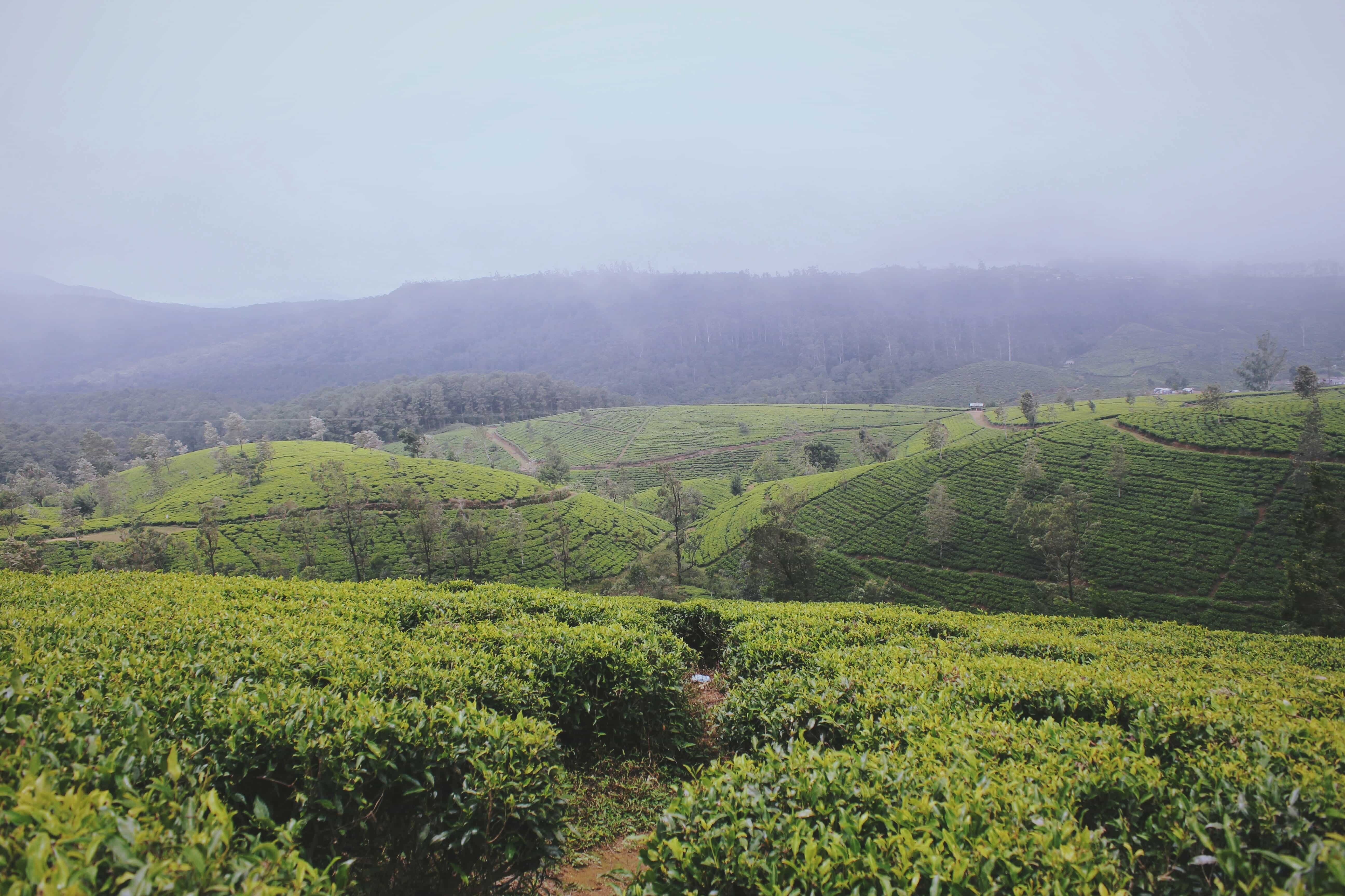 Bandarawela Tea Plantations