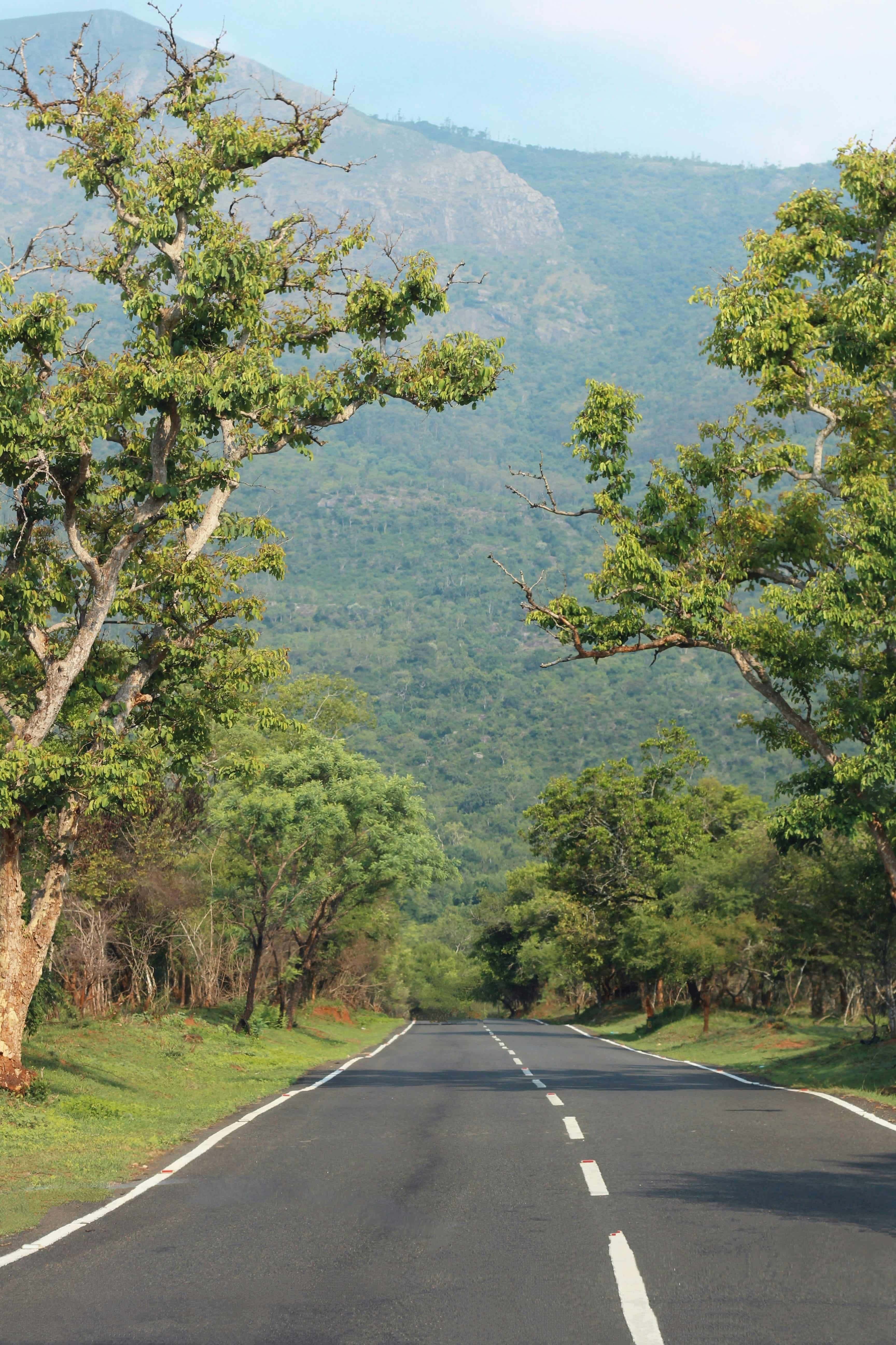 Yala Safari