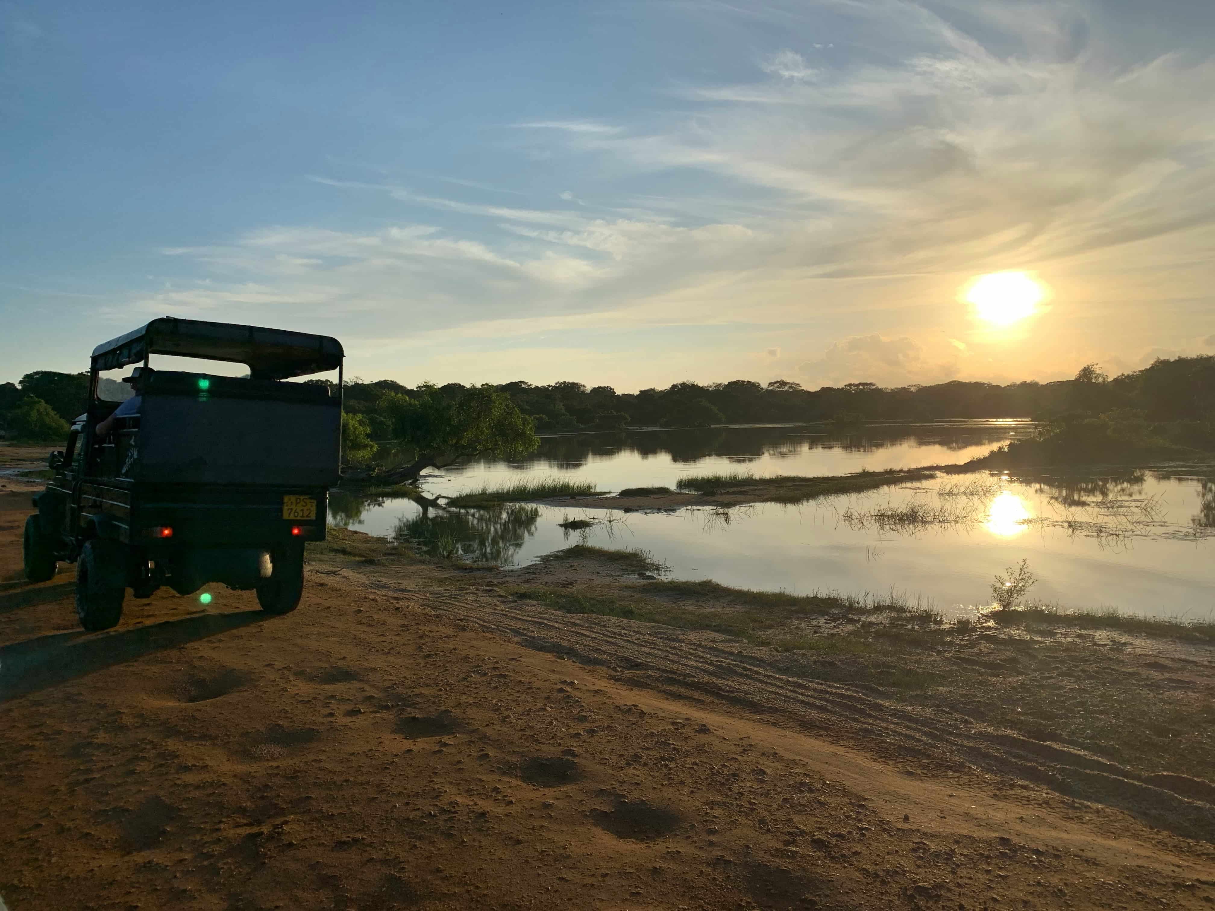 Elephants on safari