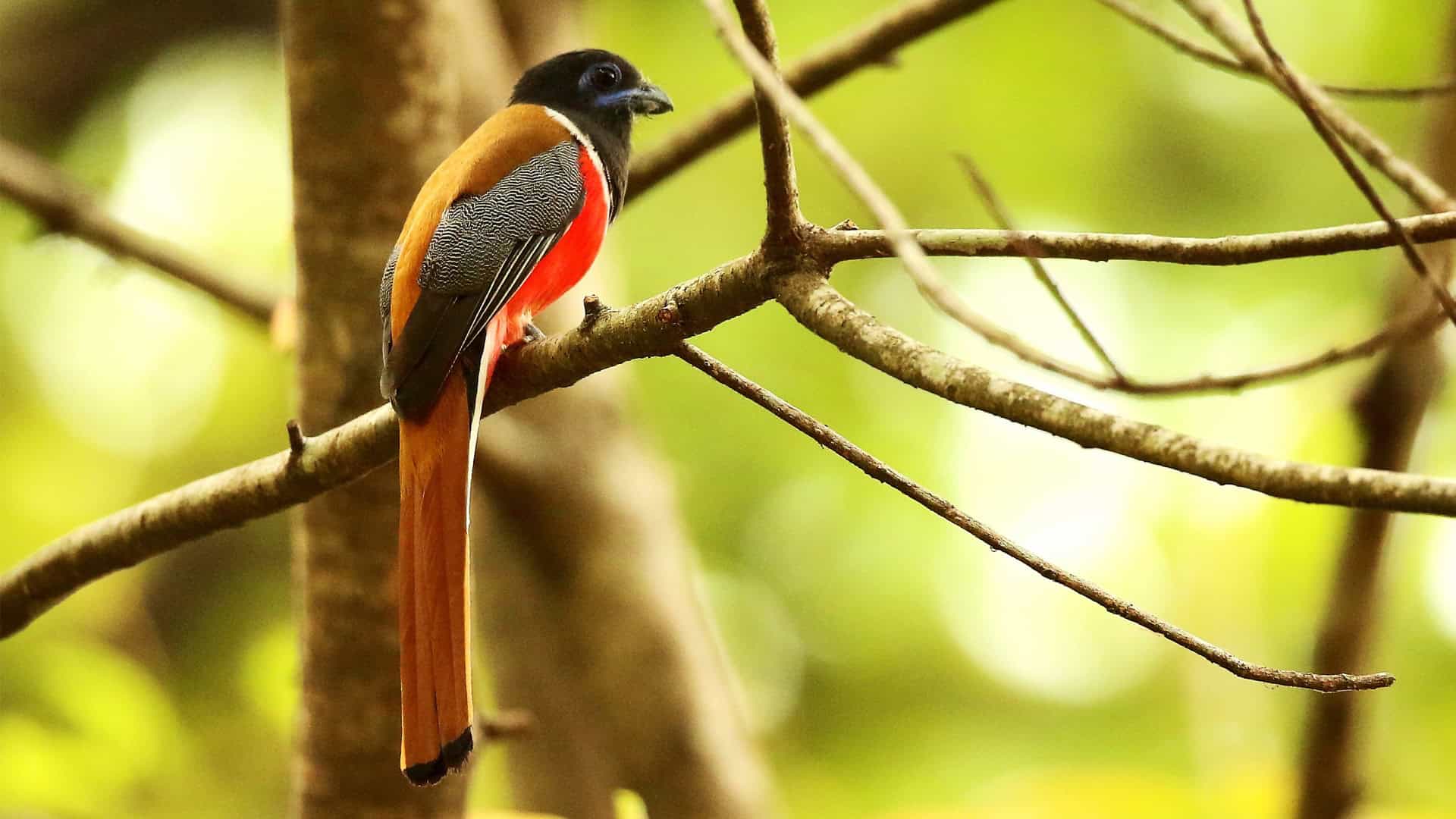 Birdwatching Sri Lanka